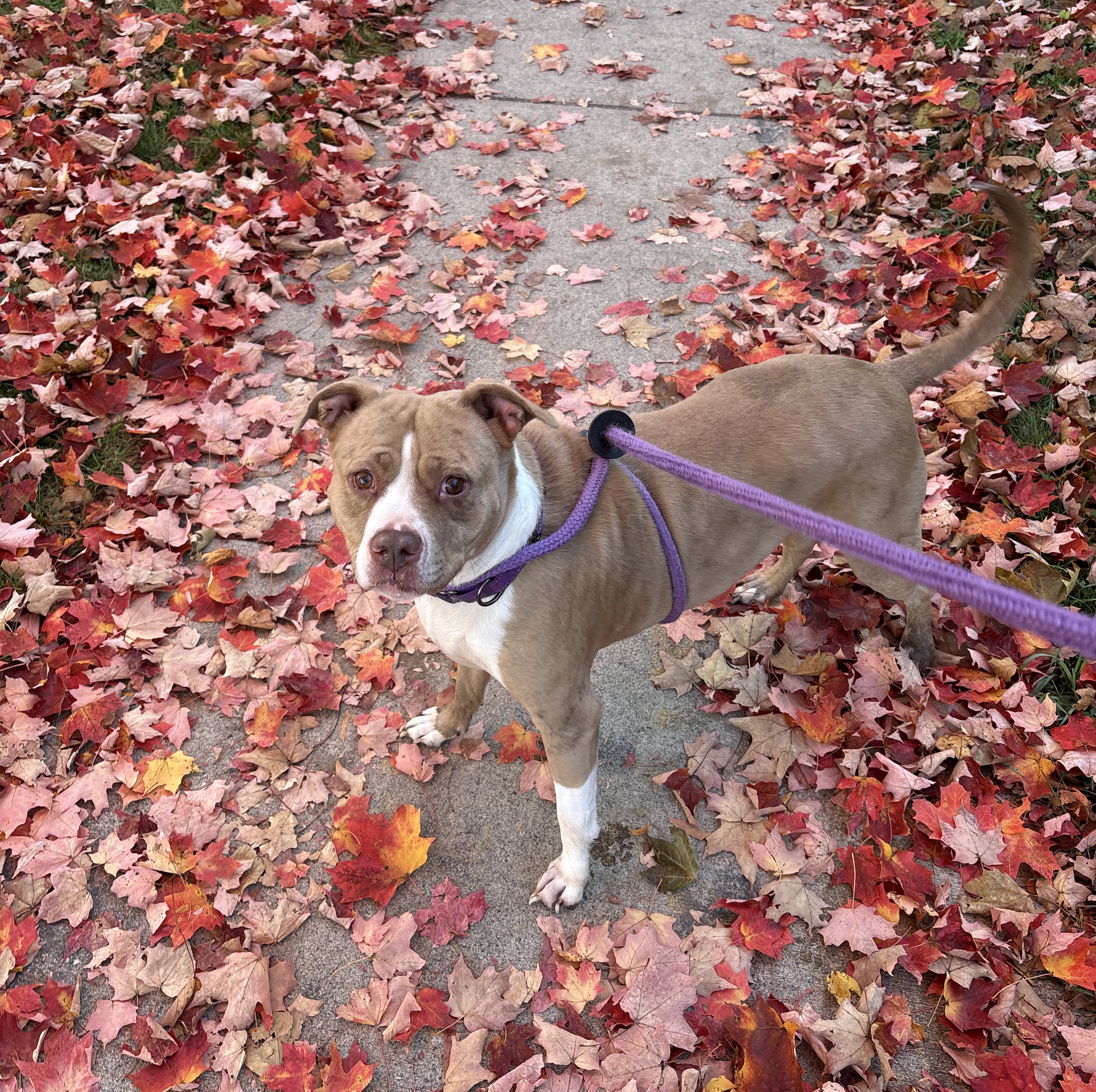 Nova: Adopt or Forever Foster